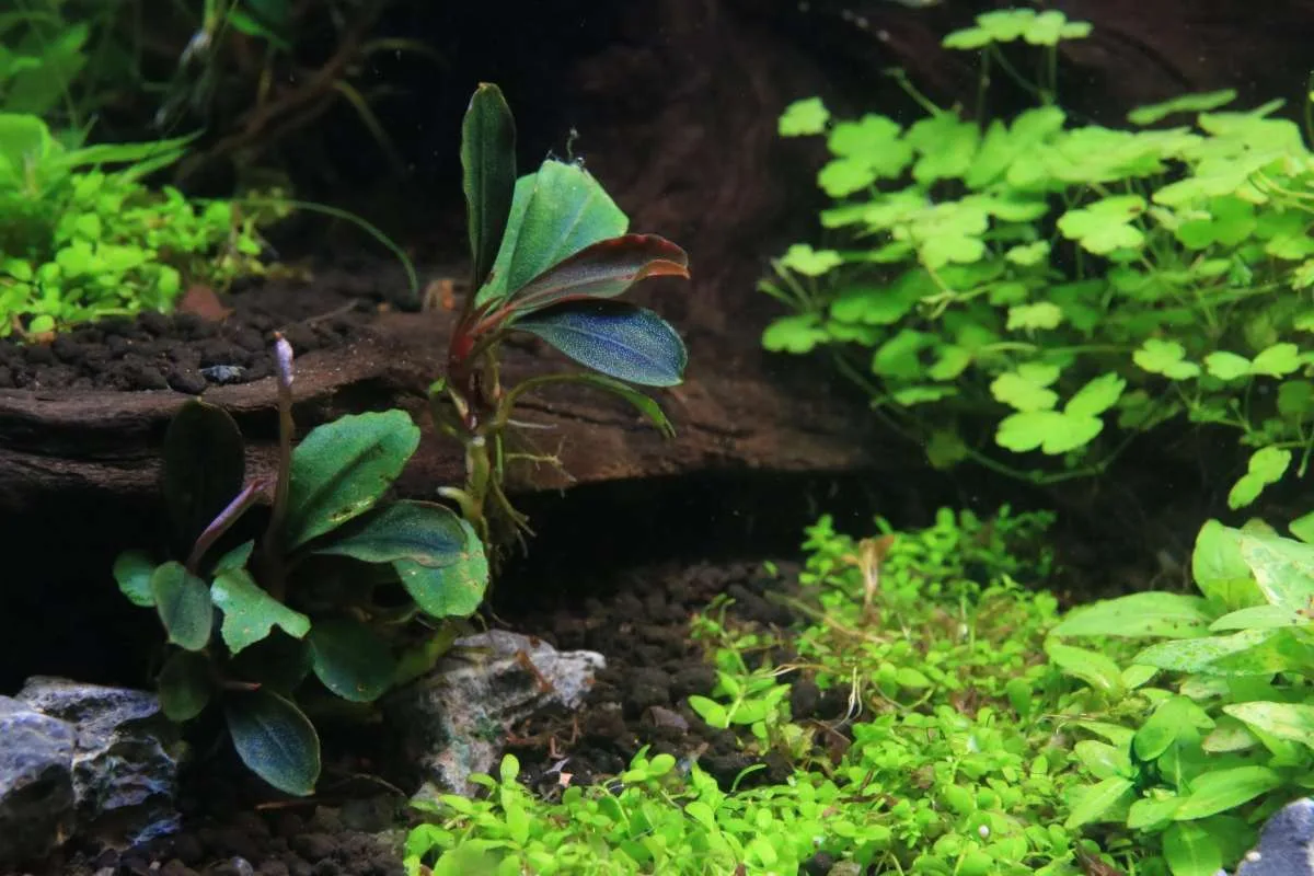 Bucephalandra Brownie Hermes - Image 2