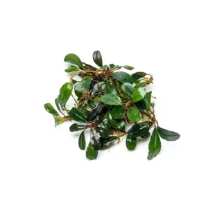 Bucephalandra Brownie Jade