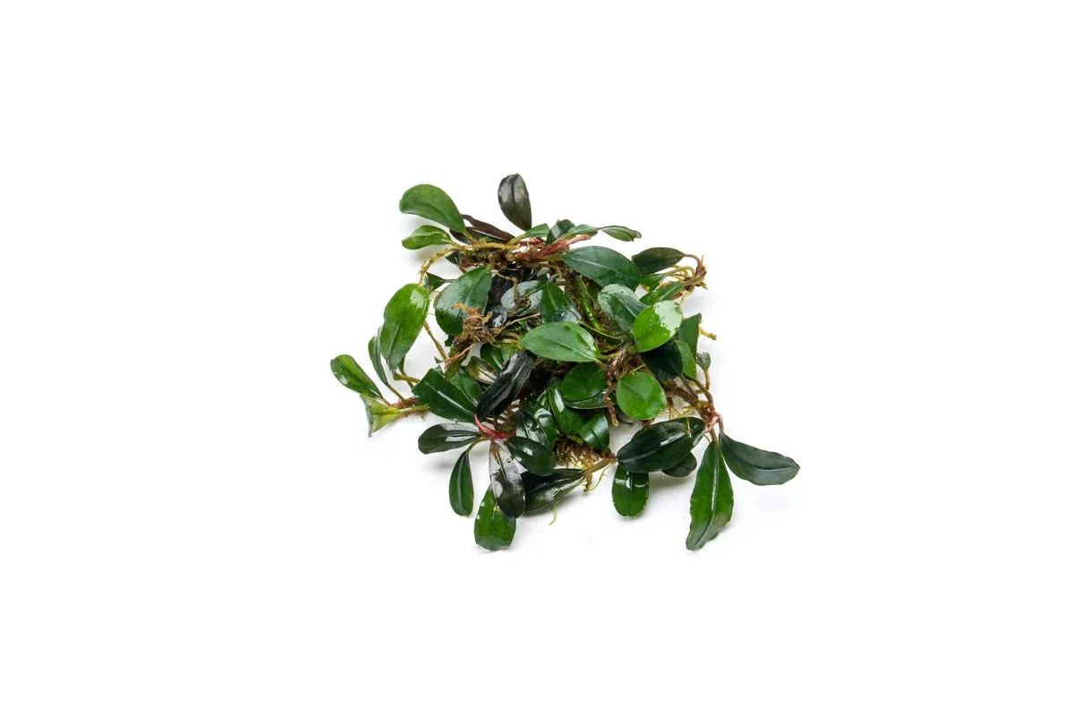 Bucephalandra Brownie Jade