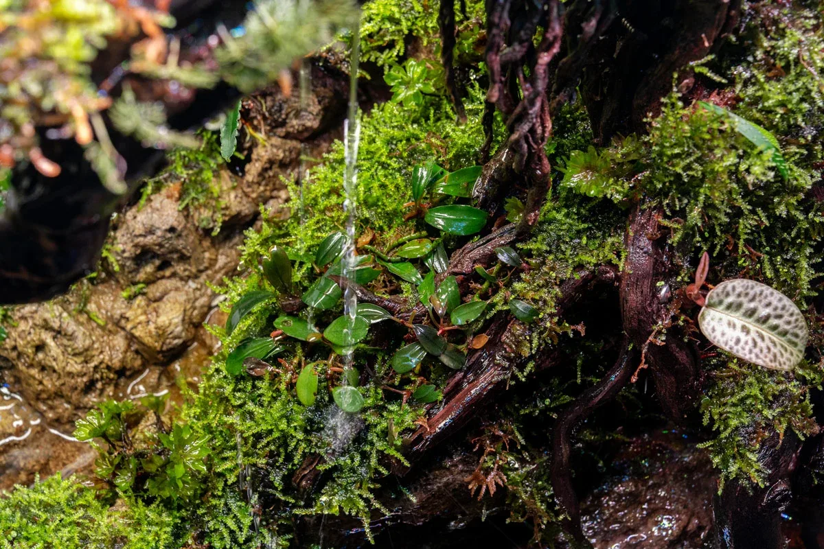 Bucephalandra Brownie Jade - Image 2