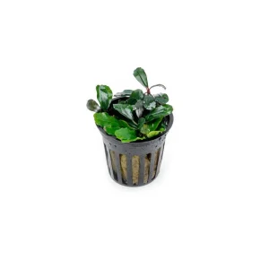 Bucephalandra Brownie Jade Pot