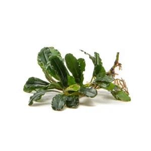 Bucephalandra Brownie Phantom