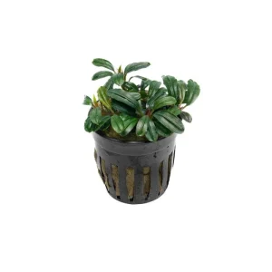 Bucephalandra Brownie Phoenix Brown (Farmed)