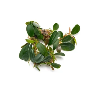 Bucephalandra Brownie Phoenix