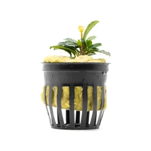 Bucephalandra Brownie Phoenix (Farmed)