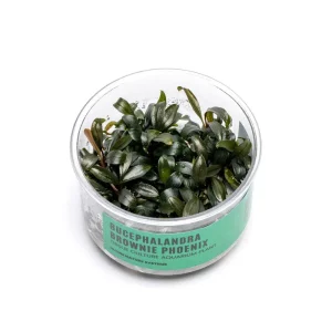 Bucephalandra Brownie Phoenix UNS Tissue Culture