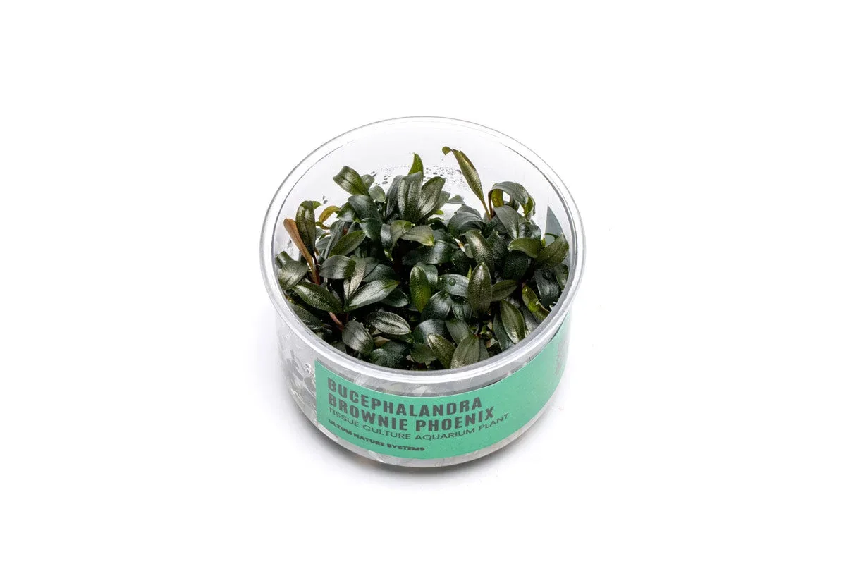 Bucephalandra Brownie Phoenix UNS Tissue Culture