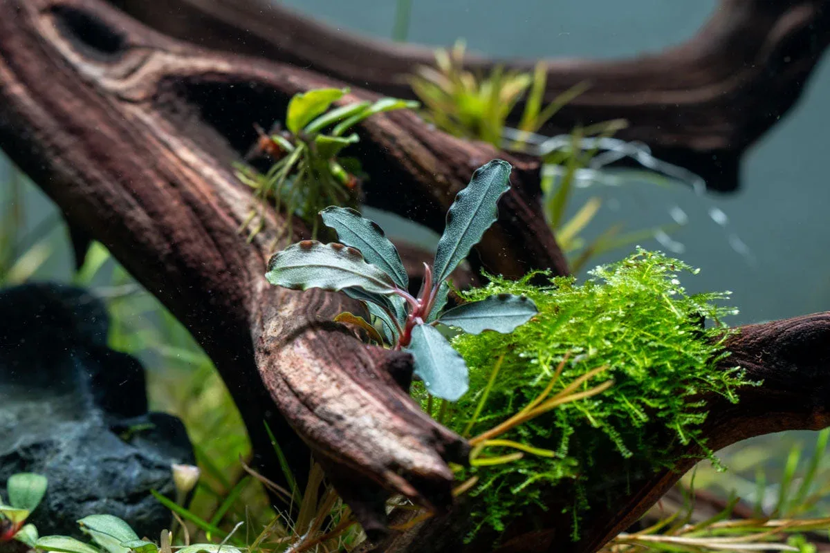 Bucephalandra Brownie Purple - Image 2