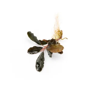 Bucephalandra Brownie Purple