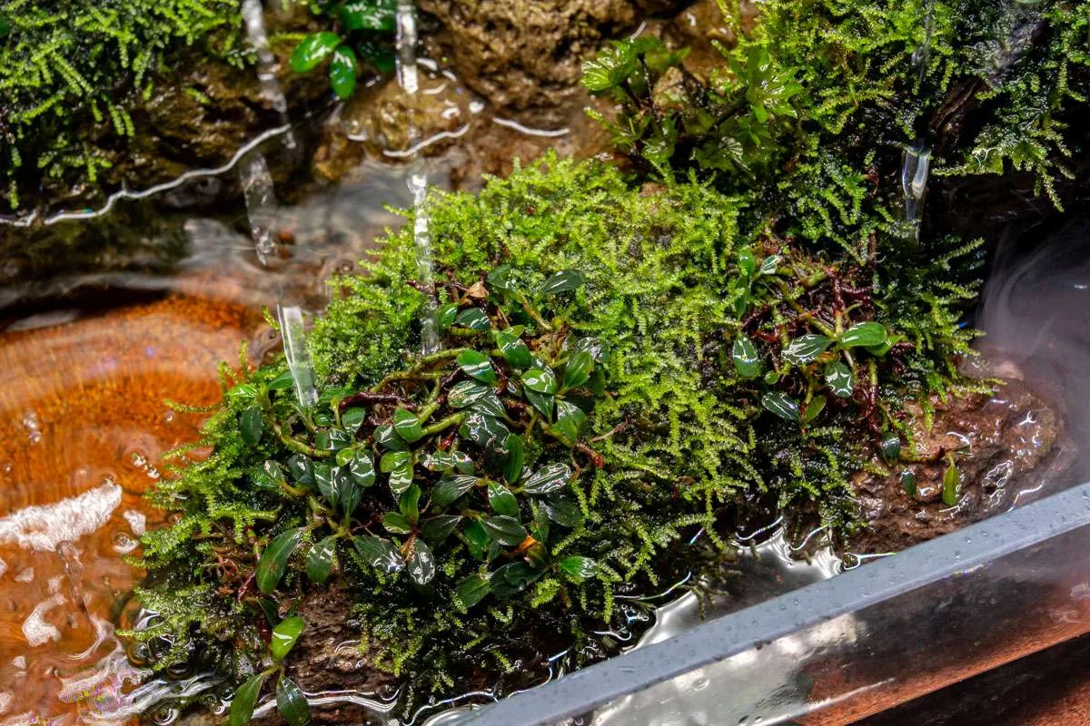 Bucephalandra Brownie Sugar - Image 2