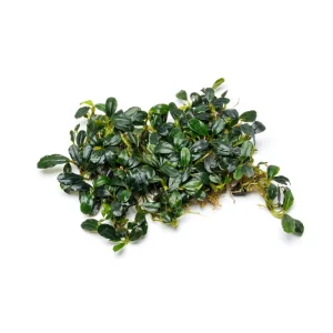 Bucephalandra Brownie Sugar