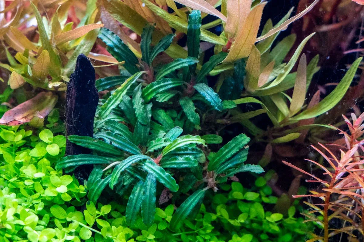 Bucephalandra Catherinae Green - Image 2
