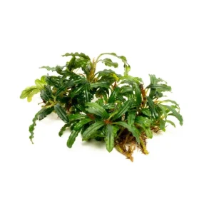 Bucephalandra Catherinae Green