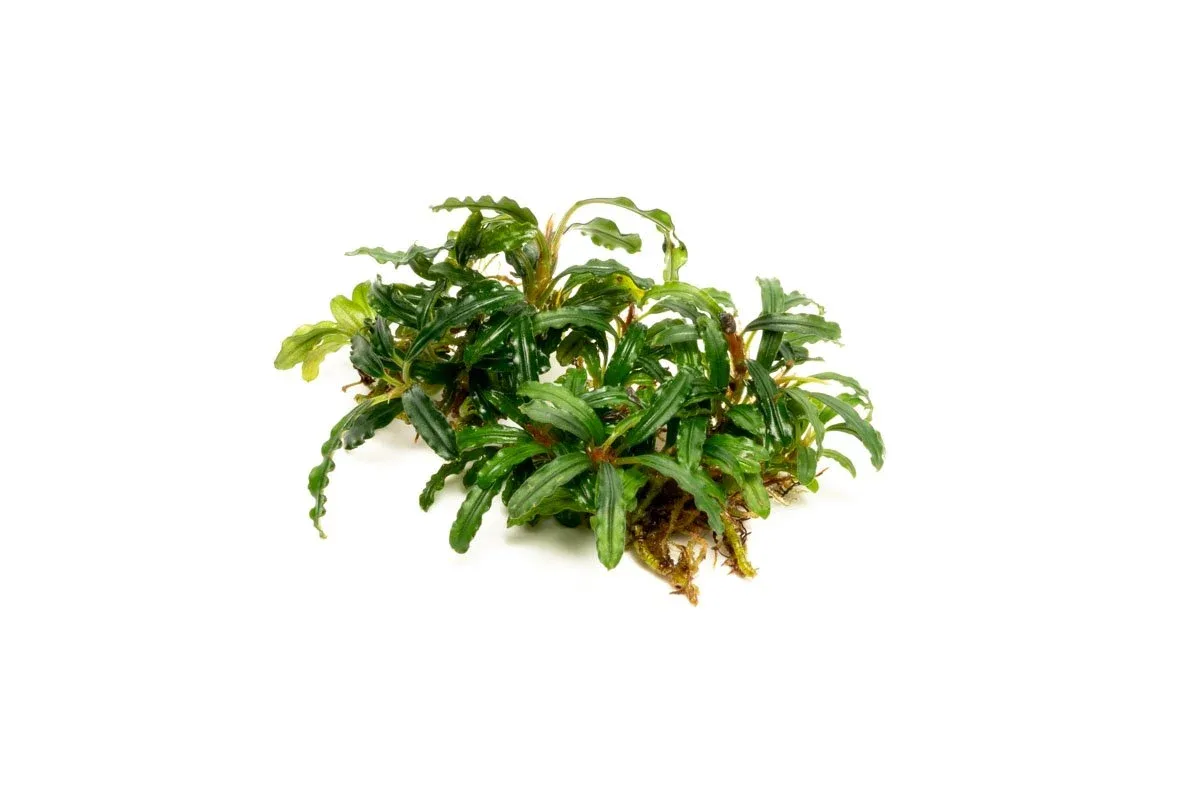 Bucephalandra Catherinae Green