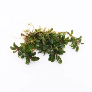 Bucephalandra Catherinae Mini