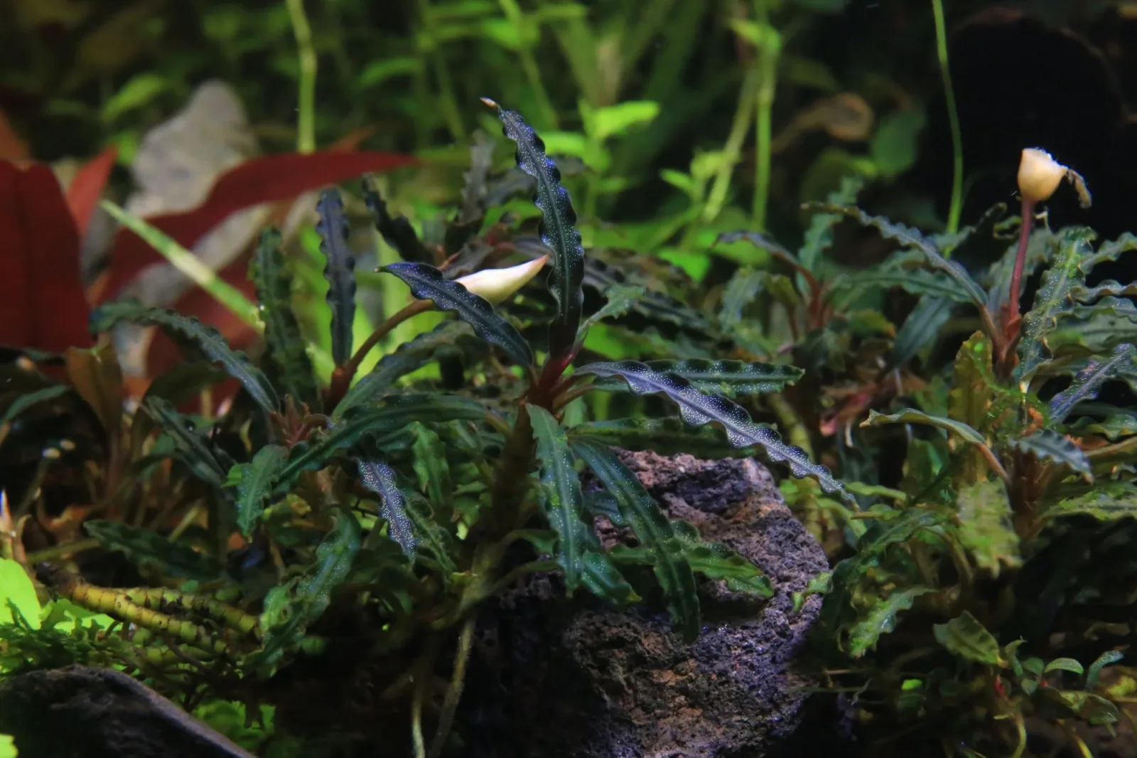 Bucephalandra Catherinae Red - Image 2