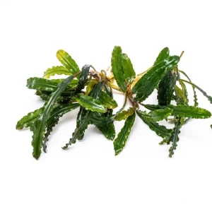 Bucephalandra Catherinae Red