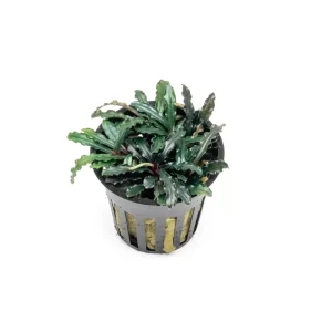 Bucephalandra Catherinae Red Pot (Farmed)