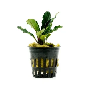 Bucephalandra Dark Green Wavy (Farmed)