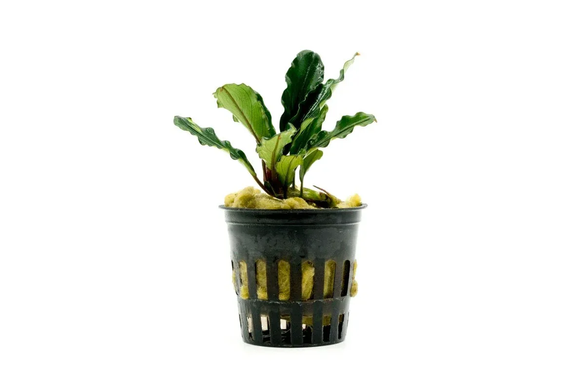 Bucephalandra Dark Green Wavy (Farmed)