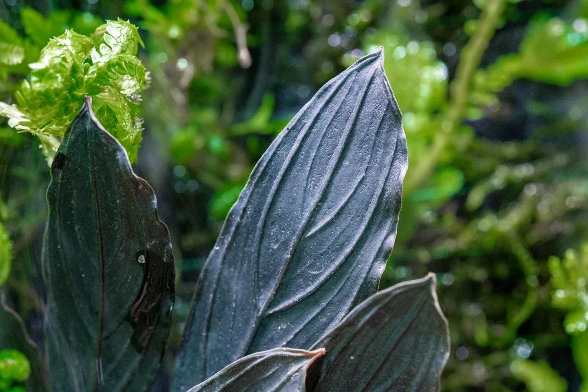 Bucephalandra Dark Skeleton King - Image 2