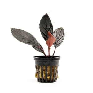 Bucephalandra Dark Skeleton King