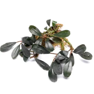 Bucephalandra Deep Purple