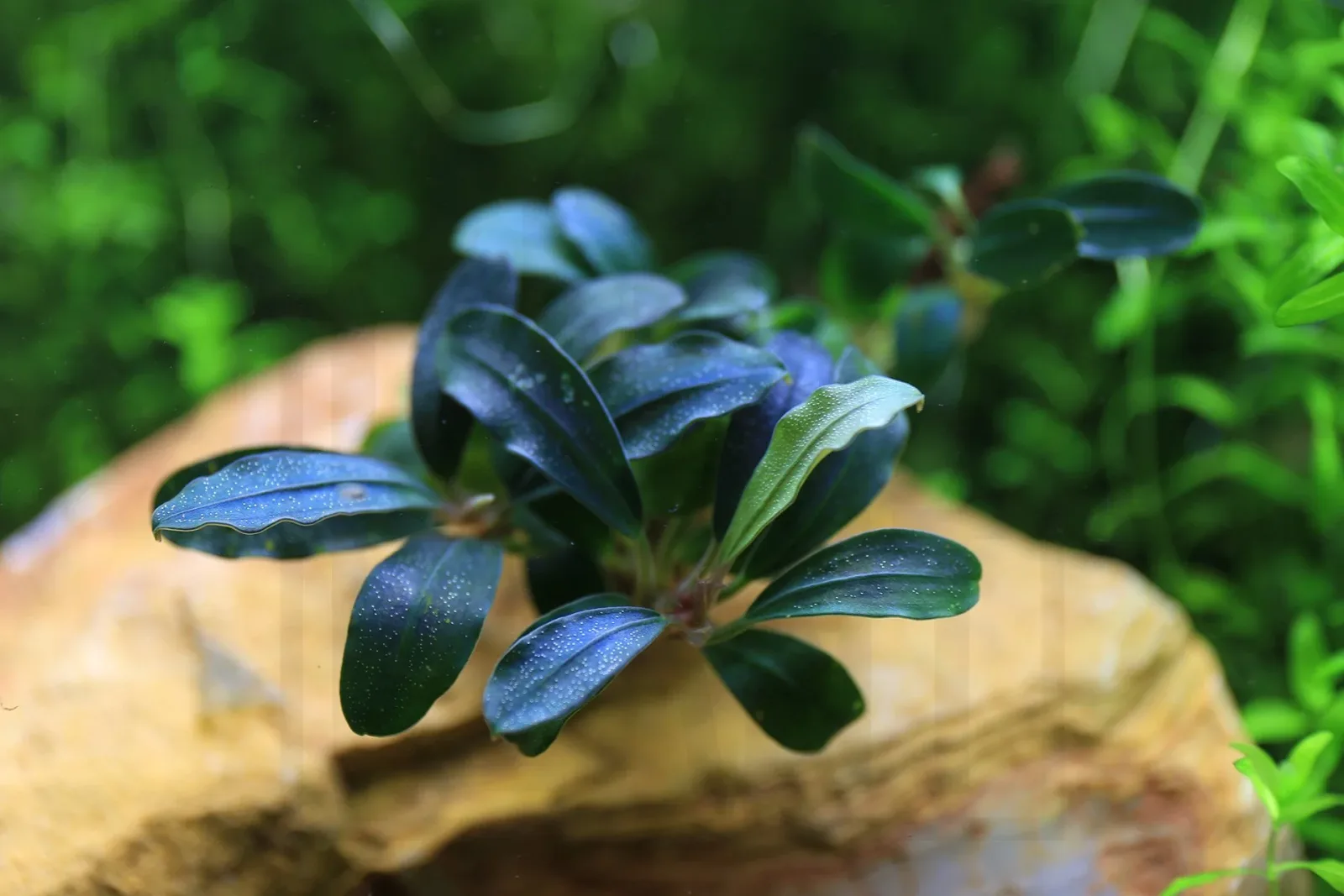 Bucephalandra Deep Purple - Image 2