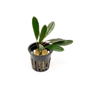 Bucephalandra Flamingo Pot
