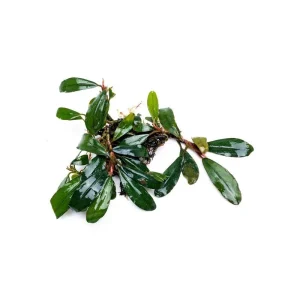 Bucephalandra Giant Motleyana