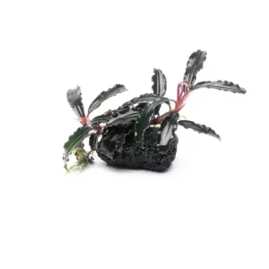 Bucephalandra Godzilla on Lava Stone (Farmed)