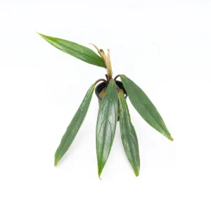 Bucephalandra Goliath