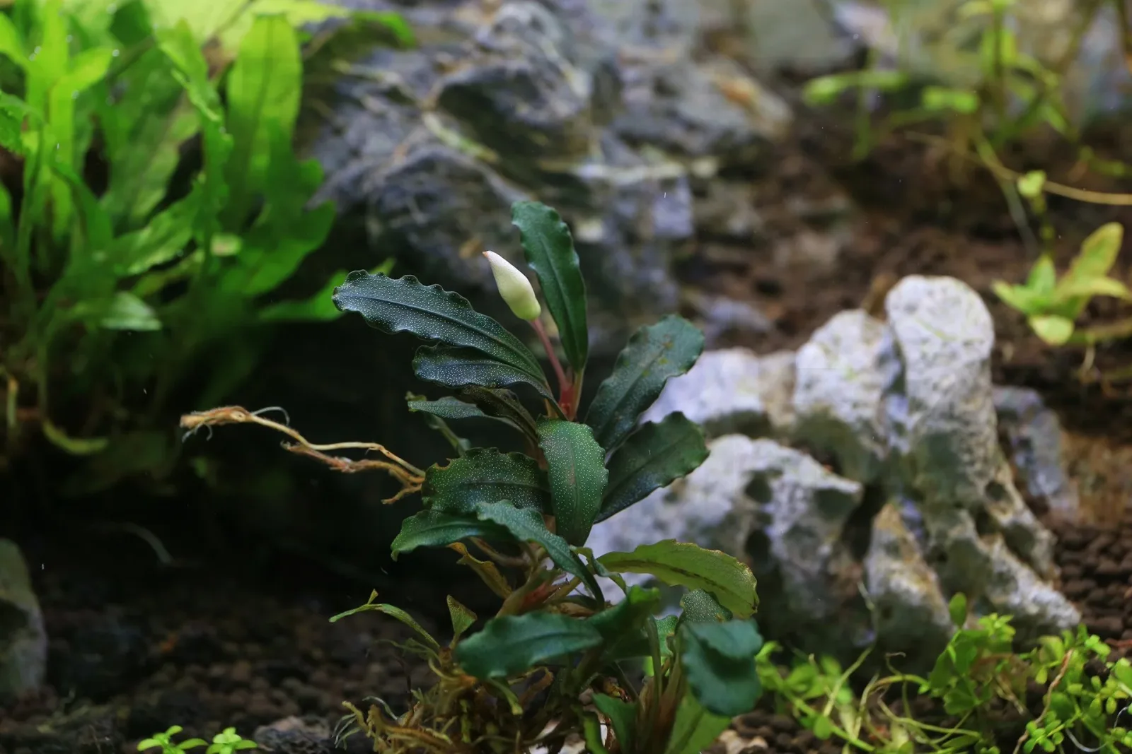 Bucephalandra Red Cherry - Image 2