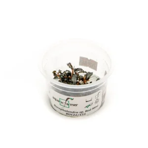 Bucephalandra Red Mini Aquatic Farmer Tissue Culture