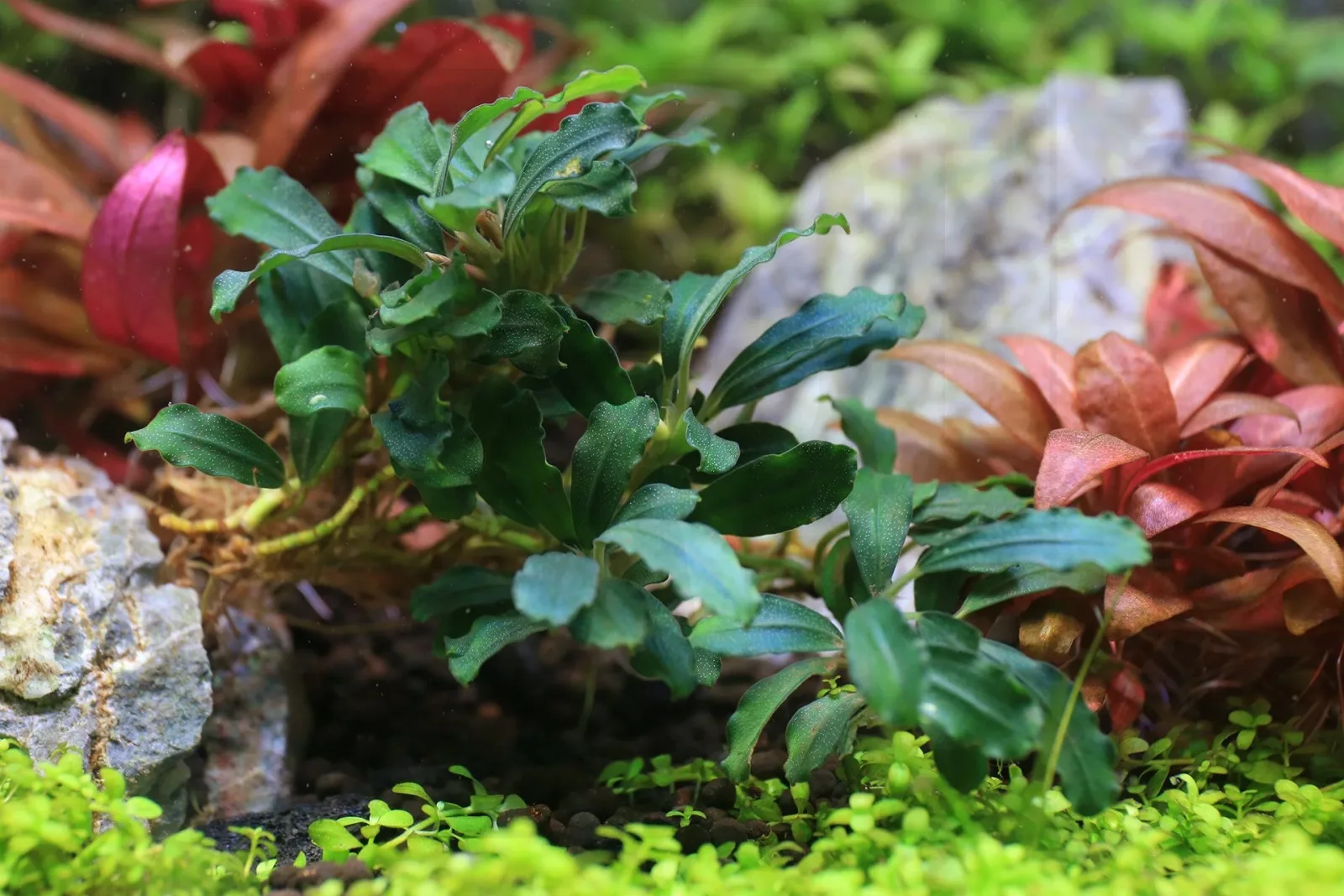 Bucephalandra Sexy Pink - Image 2