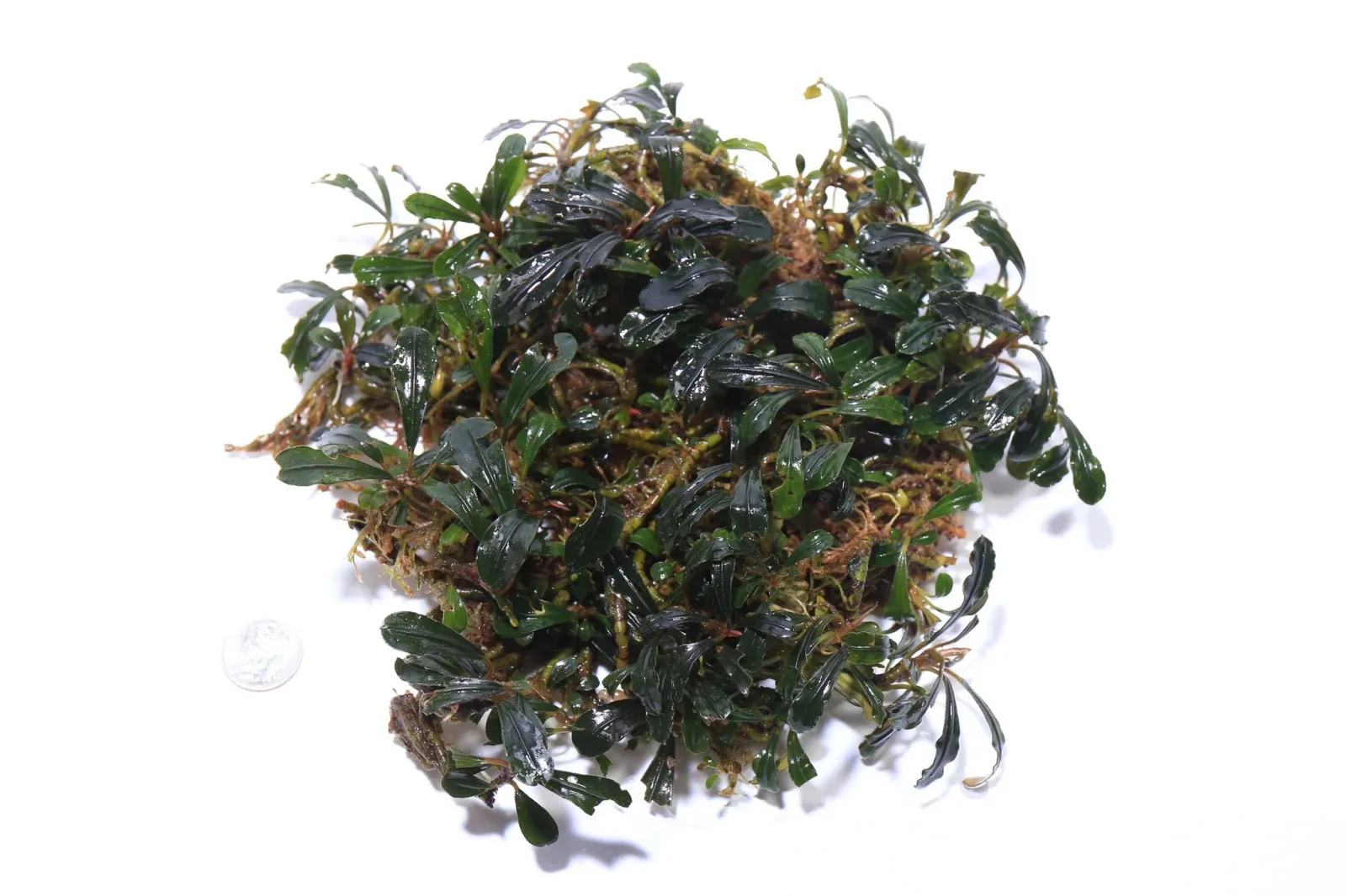 Bucephalandra Sexy Pink