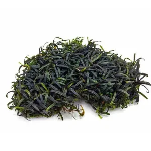 Bucephalandra Super Mini Catherinae
