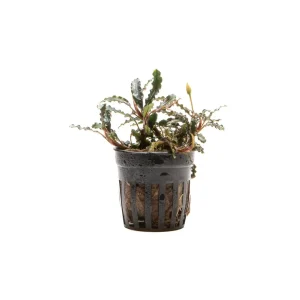 Bucephalandra Titan