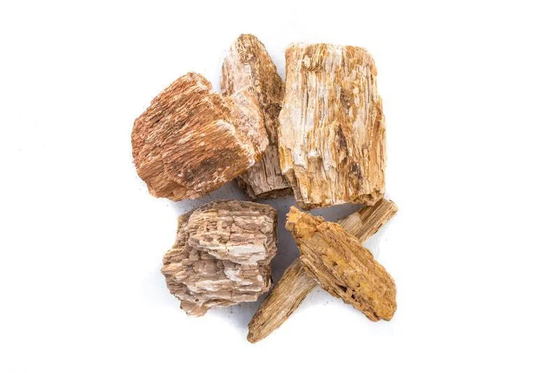Burmese Petrified Wood