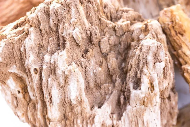 Burmese Petrified Wood - Image 2