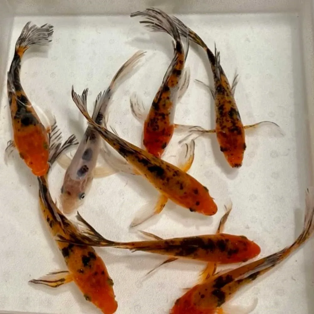 Butterfly Koi 4-5" (Freshwater) Fish - Chicago