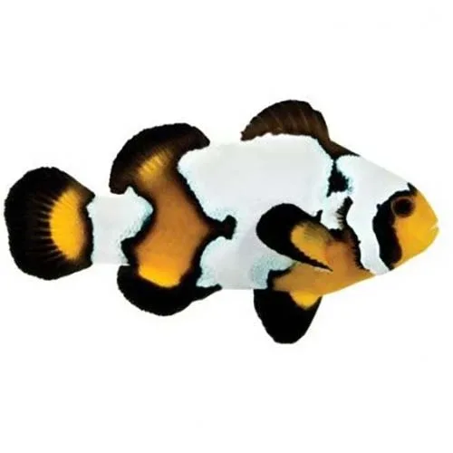 Captive-Bred Black Ice Snowflake (Amphiprion ocellaris)- ORA