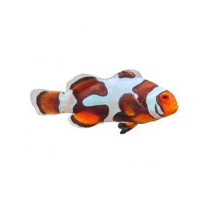 Captive-Bred Black Picasso Clownfish (Amphiprion ocellaris) - ORA
