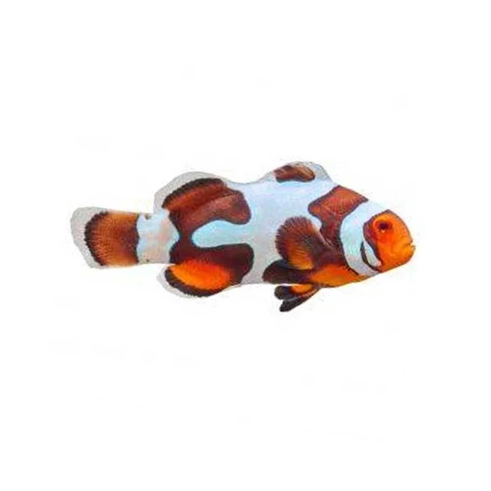 Captive-Bred Black Picasso Clownfish (Amphiprion ocellaris) - ORA