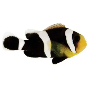 Captive-Bred Black Saddleback (Amphiprion polymnus) - ORA