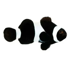 Captive-Bred Black & White Ocellaris (Amphiprion ocellaris) PAIR - ORA