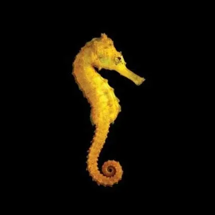 Captive-Bred Brazilian Longsnout Reidi Seahorse - Male - ORA