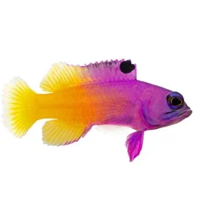 Captive-Bred Brazilian Royal Gramma (Gramma brasiliensis) - ORA