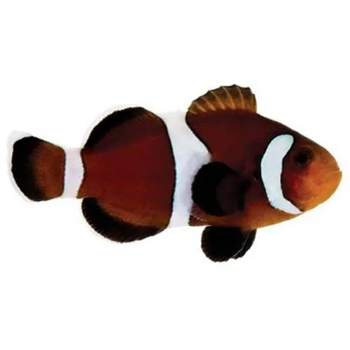 Captive-Bred Caramel (Amphiprion ocellaris) - ORA
