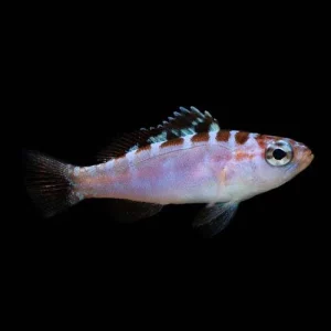 Captive-Bred Chalk Bass (Serranus tortugarum) - ORA
